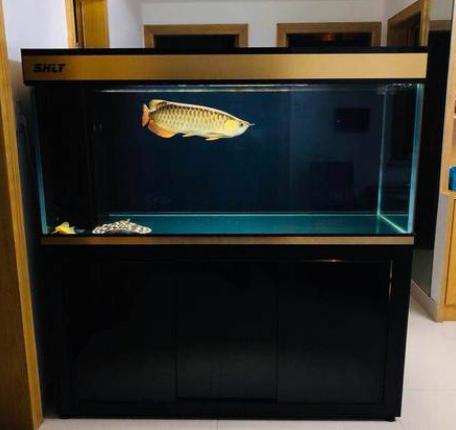 瀑布过滤器壁挂滤筒,底滤瀑布过滤怎么放滤材