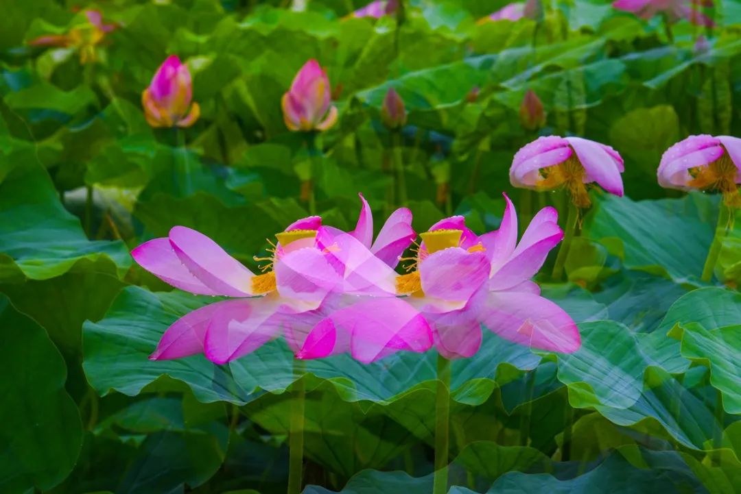 沈阳夏季赏荷旅游攻略,沈阳周边赏荷胜地