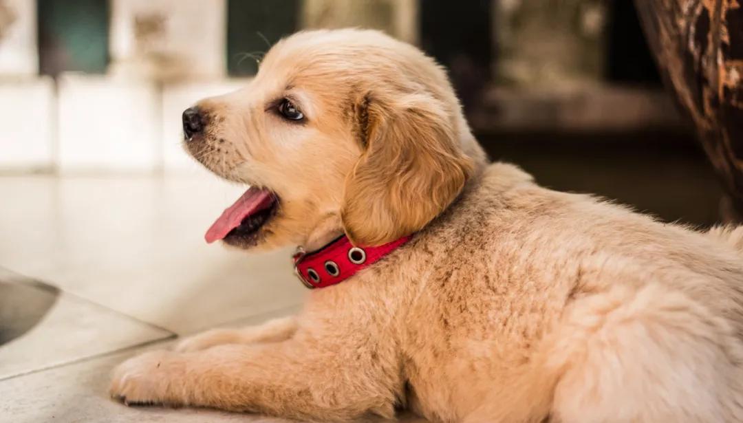 宠物店如何破局,宠物店怎么转型