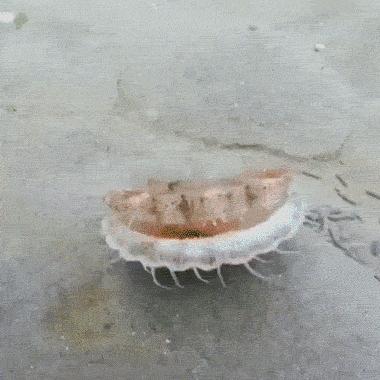 笑不停所有视频,笑不停完整版视频