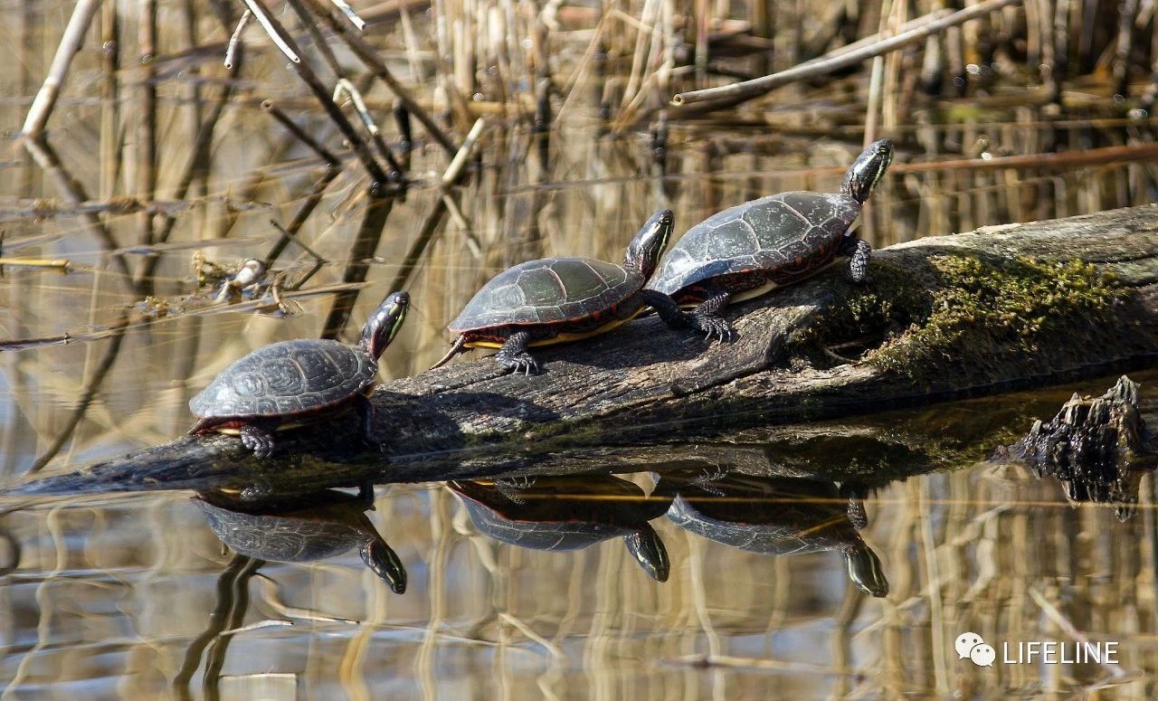 东部锦龟智商排名,红腹东部锦龟