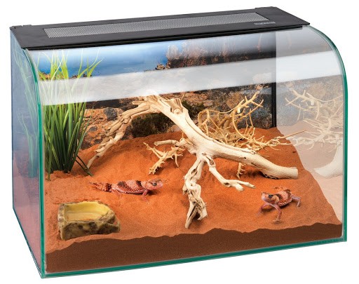 菲律宾喷毒眼镜蛇被咬,菲律宾毒蛇专家