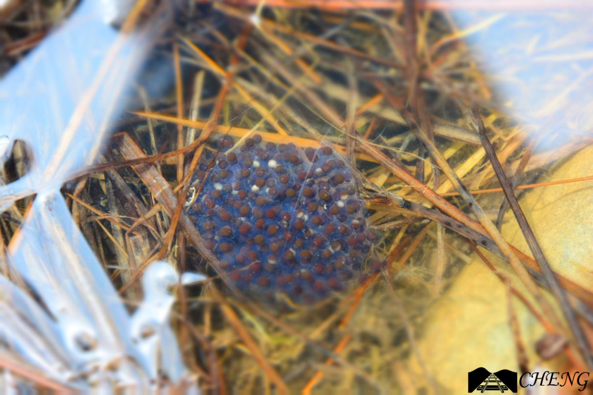 青蛙和癞蛤蟆哪一个更厉害,分不清蟾蜍和青蛙