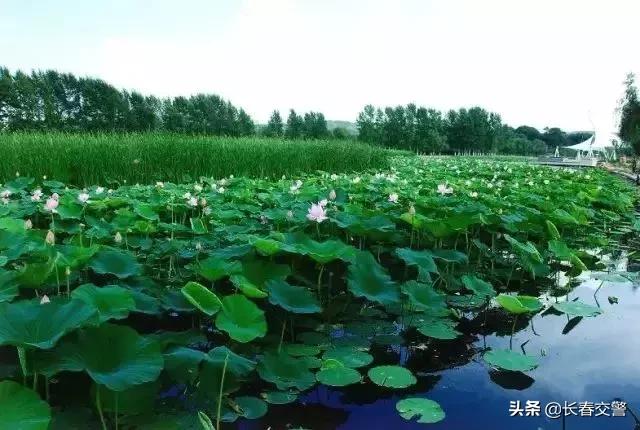 长春发布重要通知情况,长春面向社会公开招聘