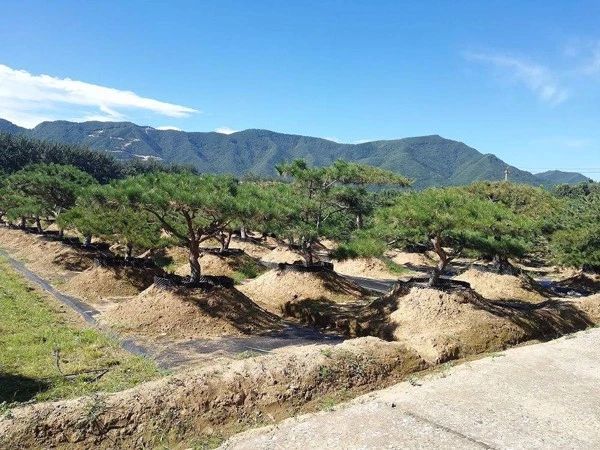 苗价最新行情消息,一类苗涨价