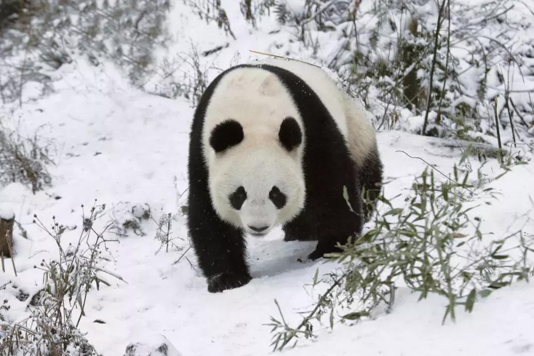 你才可爱你全家都可爱怎么回,你才可爱你全家都可爱出处