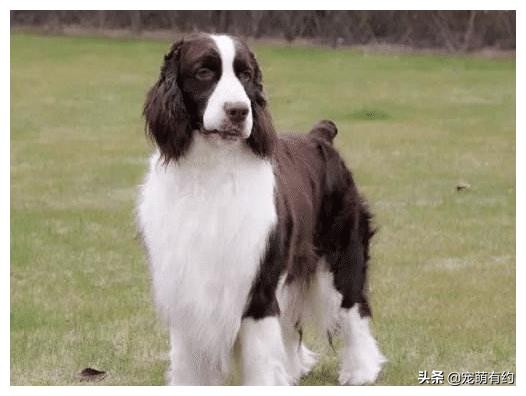 缉毒犬史宾格图片高清大图,十大适合当警犬的犬排名史宾格犬