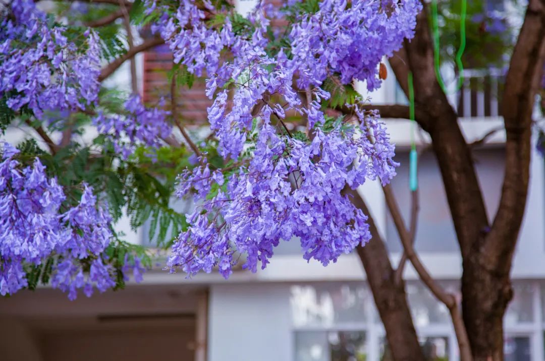 校园|遇见.初夏属于十中的紫色烂漫