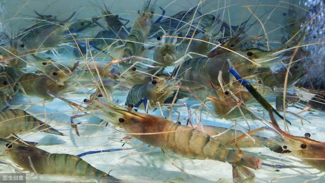 基围虾的家常做法是水煮还是清蒸,基围虾是蒸着吃好还是煮着吃好