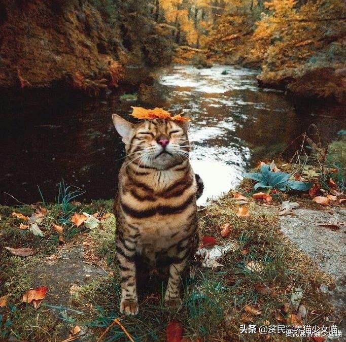 五只小猫咪游泳,可爱的小猫咪洗澡或游泳