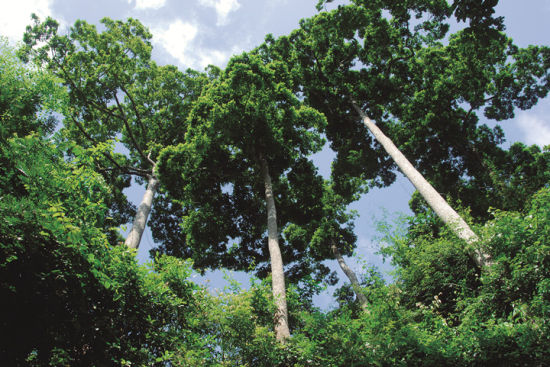 珍稀乔木大全,国内唯一望天树