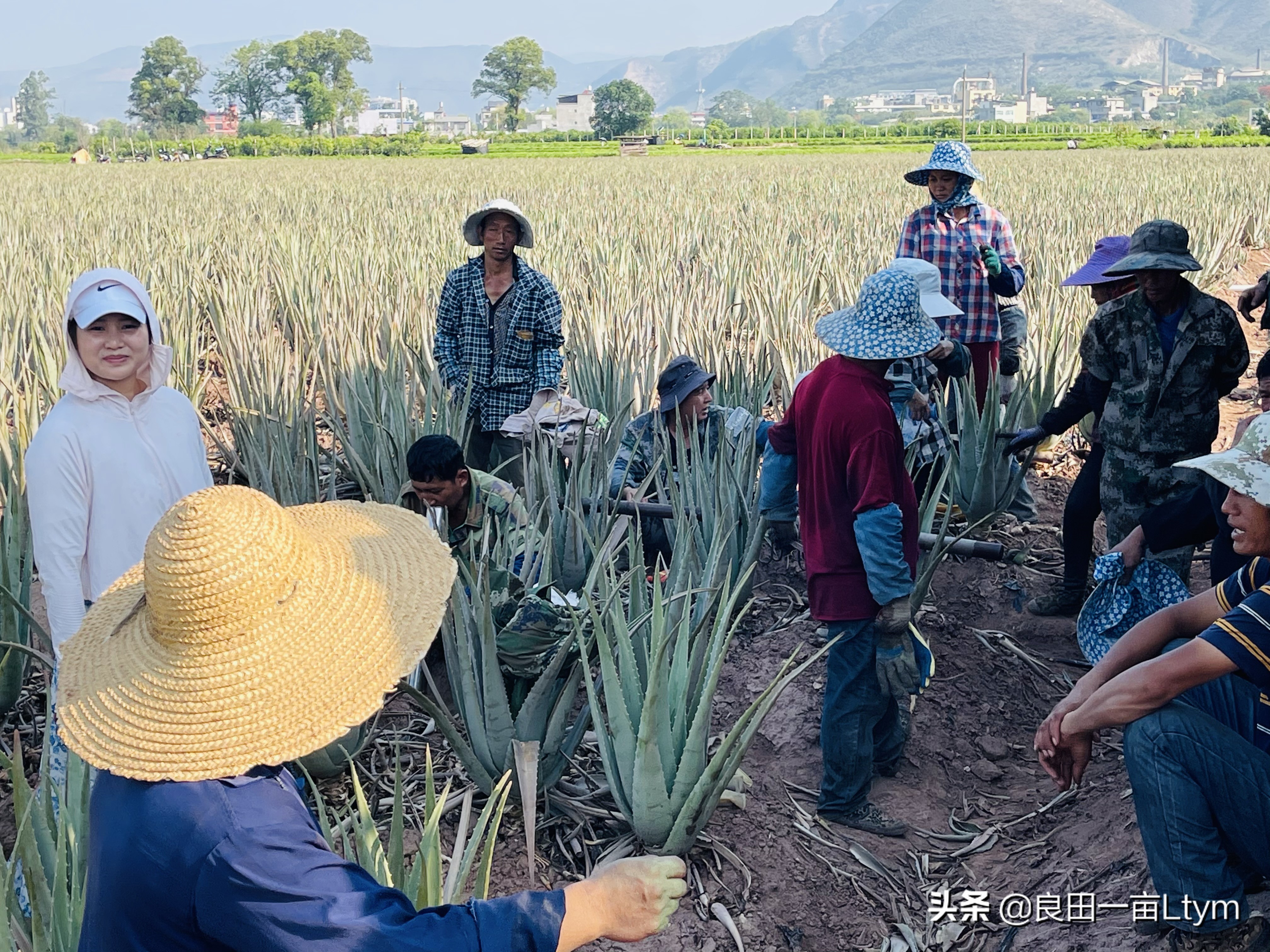 云南天然芦荟护肤品舒缓调理 (云南元江万亩芦荟基地的芦荟水)