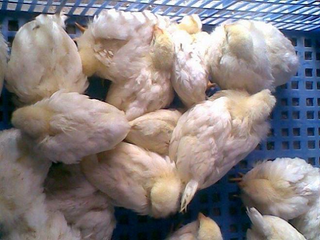 鸡传染性法氏囊病最好的药,临床上如何识别鸡传染性法氏囊病