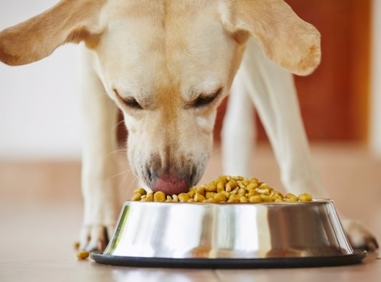 40天左右的狗狗喂什么食物好,二个月狗狗喂什么食物