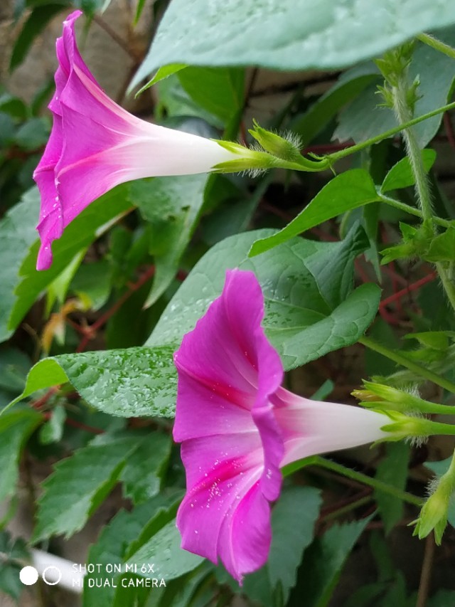 山间的野花不名贵，芬芳季节争艳斗菲“一花一世界一叶一菩提”