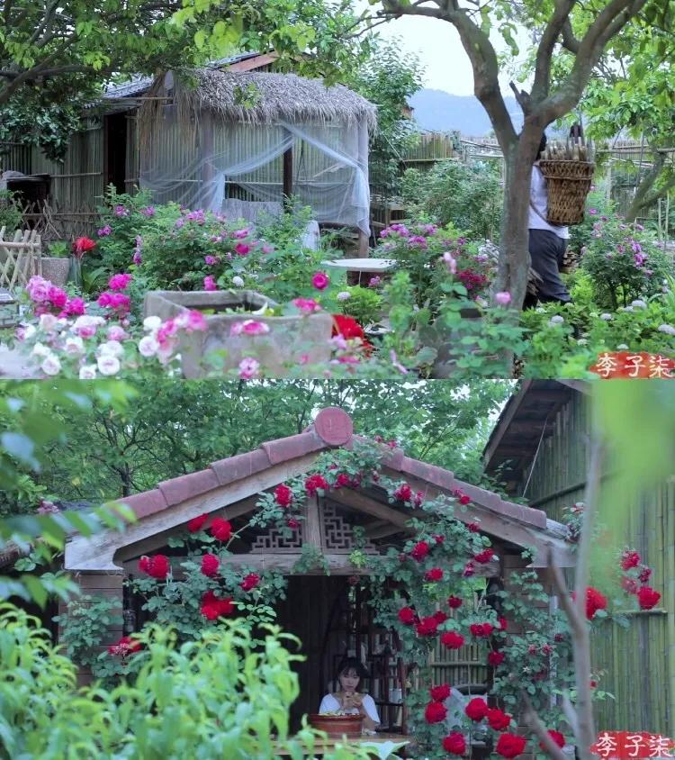 有一种向往叫西双版纳,有一种向往叫诗和远方完整版