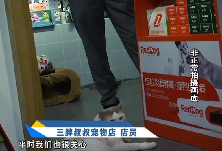 寄养“恶霸”离奇暴毙，医生说，可能是热的……