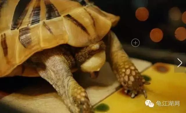 怎样知道母龟要下蛋,母龟要下蛋了什么表现