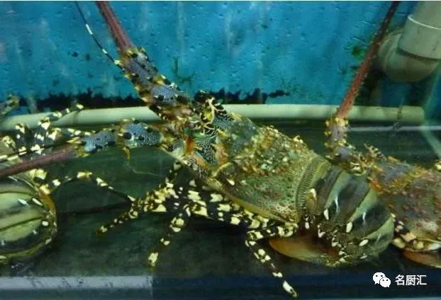 世界高端海鲜品牌,世界顶级海鲜在哪里