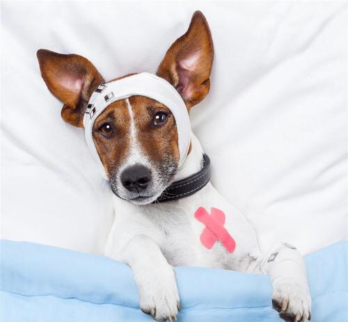 狗狗被打出血是什么症状,狗狗打架口腔出血怎么办