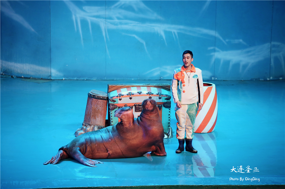 北方明珠活力四射的浪漫之都大连，国内最具特色的海洋世界圣亚