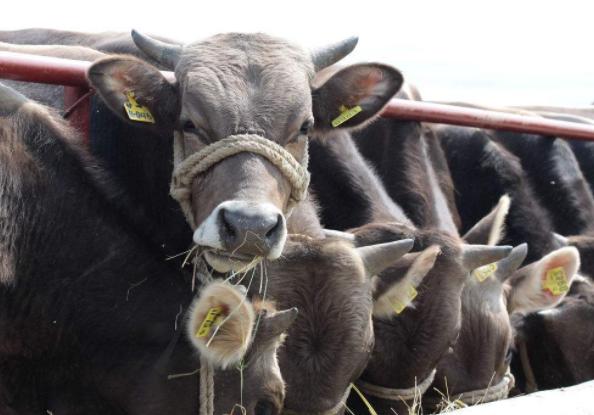 牛精料吃多不反刍怎么治,牛吃得少反刍少怎么护理