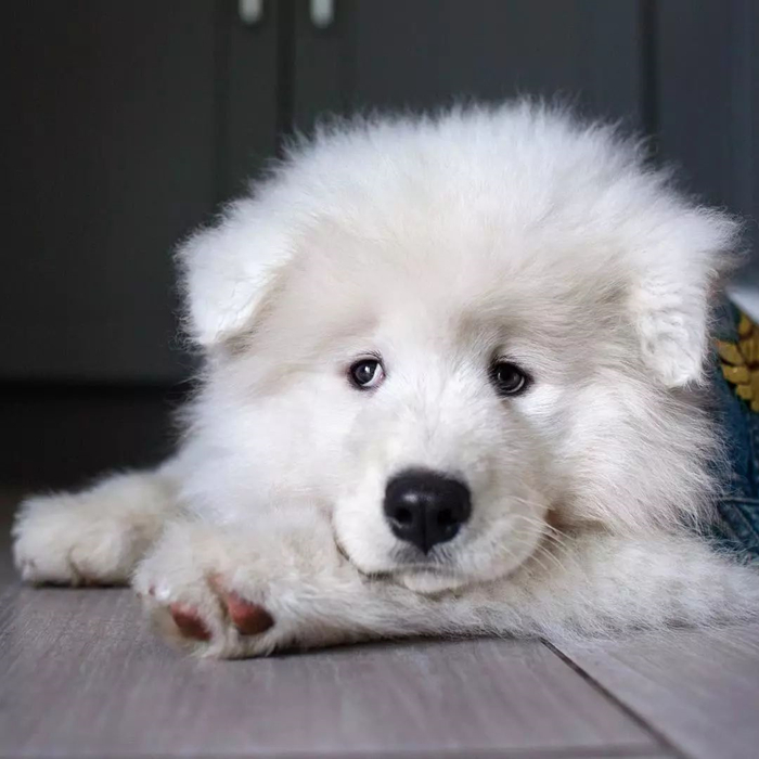 关于狗狗的辟谣,辟谣狗狗鼻子干就是生病