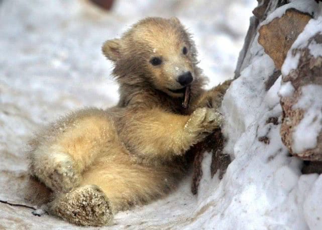 出生即炼狱：压力大吃，缺少食物吃，仓鼠总有理由吃自己的孩子