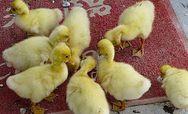 小鹅拉白色蛋清样稀屎怎么治疗,小鹅拉白屎怎么回事怎么治