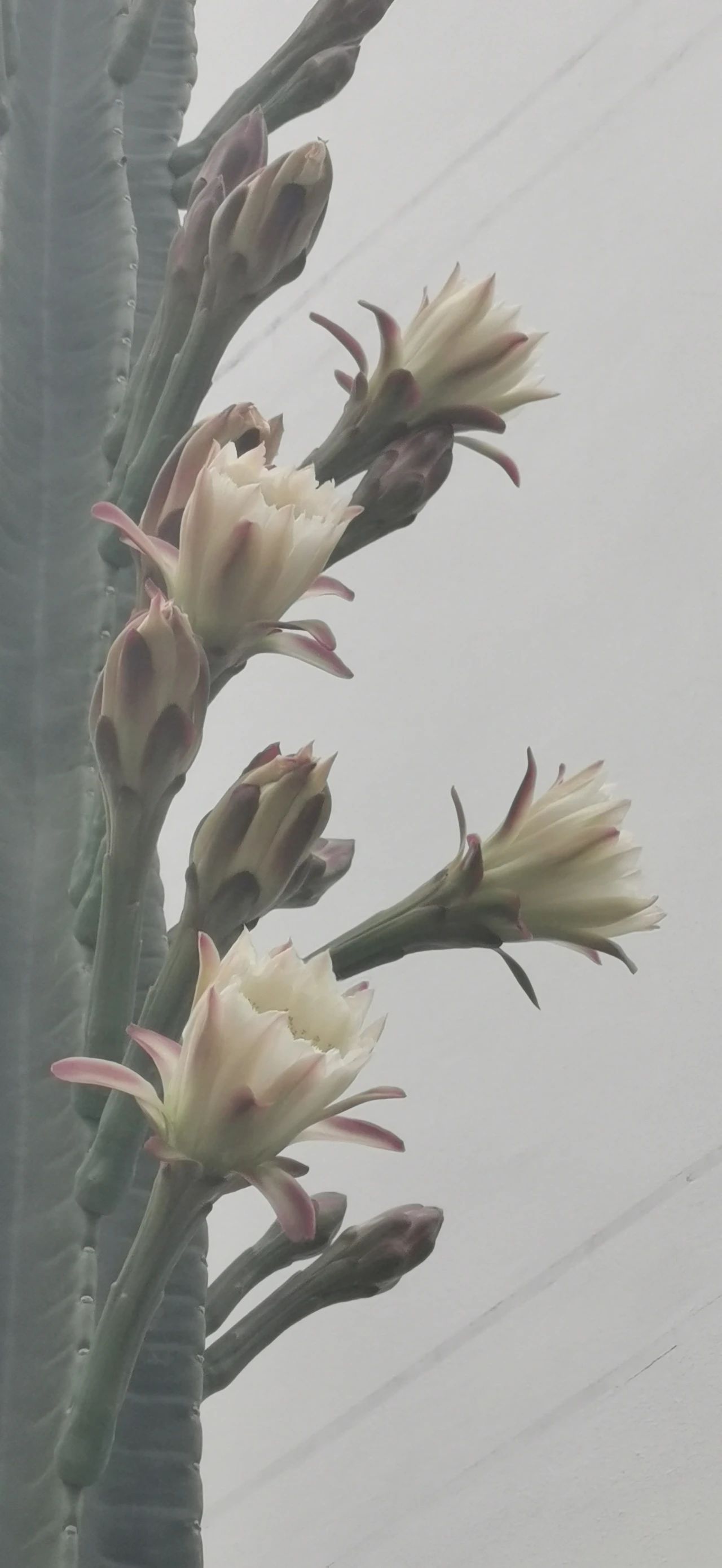 小小仙人掌开花生活处处充满惊喜,仙人掌科中的巨无霸