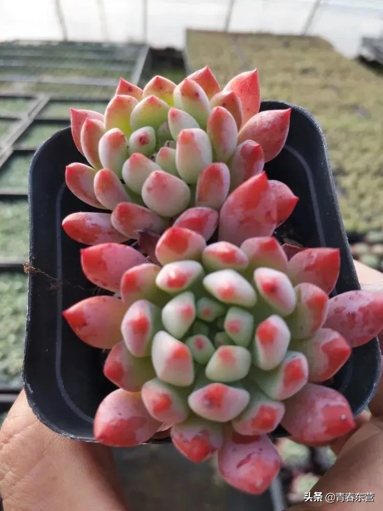 高沟村多肉种植基地直播,中庄多肉种植基地直播