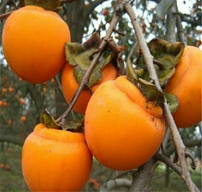 武安野生柿子,邯郸武安令公村