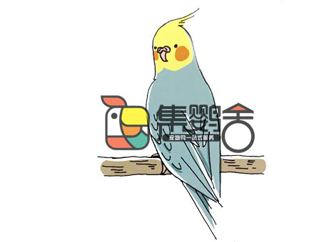 鹦鹉预防肠道疾病,鹦鹉常见疾病预防控制药方