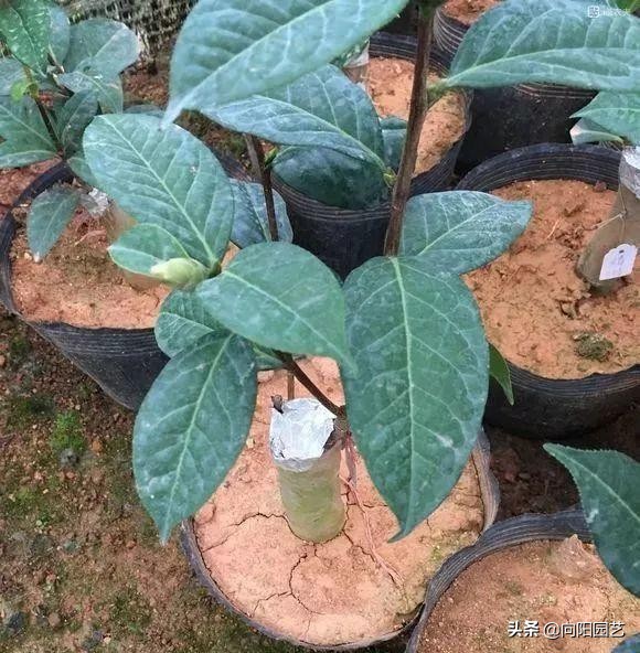 花盆里面的泥土很硬怎么办,花盆里的土特别硬怎么解决