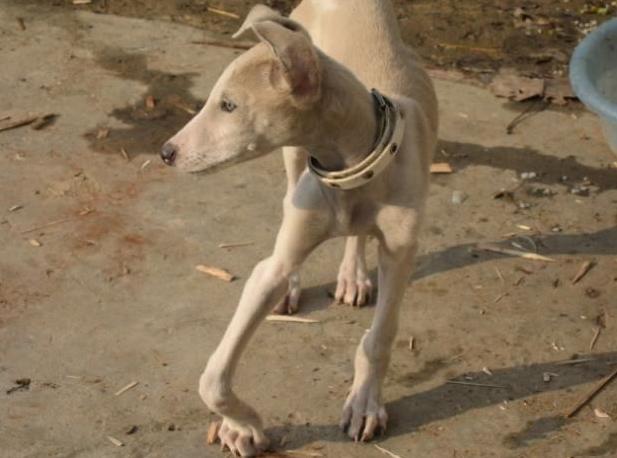 狗狗缺钙有什么办法可以快速补钙,狗狗缺钙补钙针