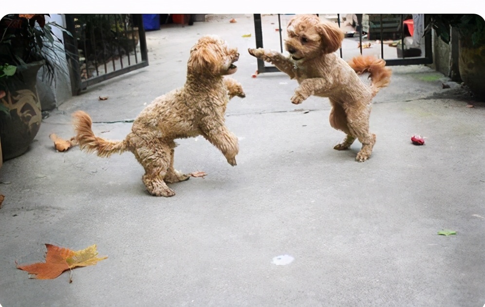 给犬断尾方法的优缺点,给泰迪断尾有必要吗