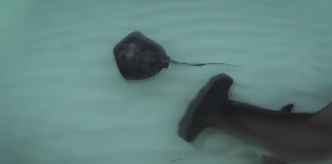 鲨鱼的脑袋长什么样,长得像锤子的鲨鱼