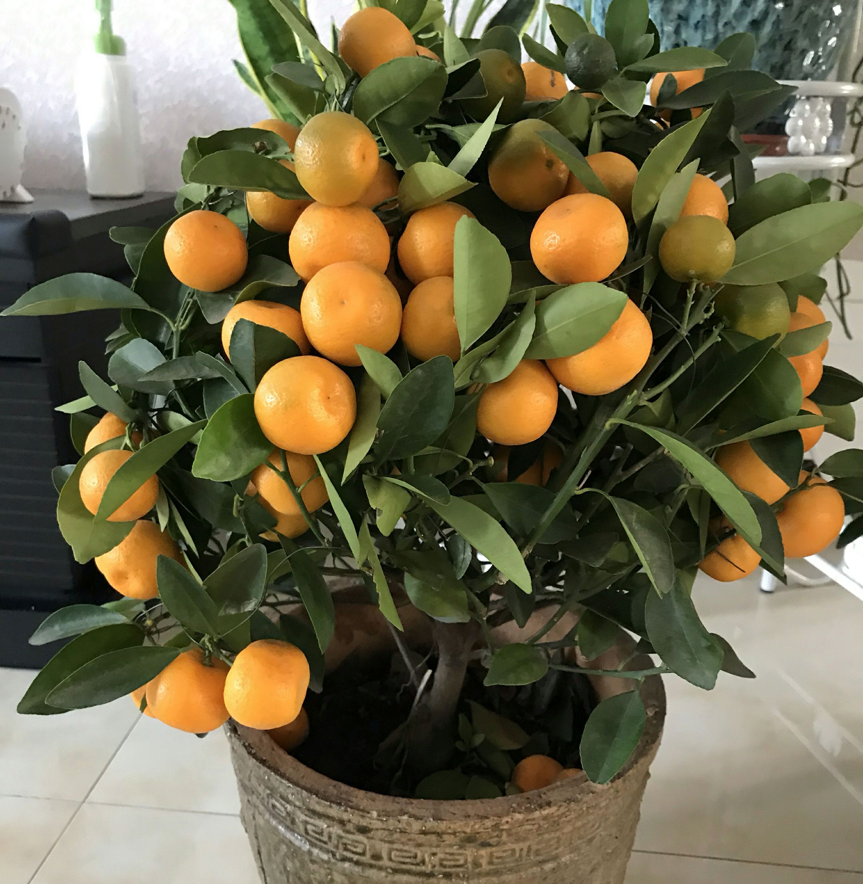 盆栽金桔掉叶是怎么回事,家庭盆栽金桔卷叶掉叶怎么回事