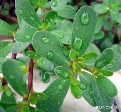 野生马齿苋的功效与作用和图片,百度一下中草药马齿苋的功效