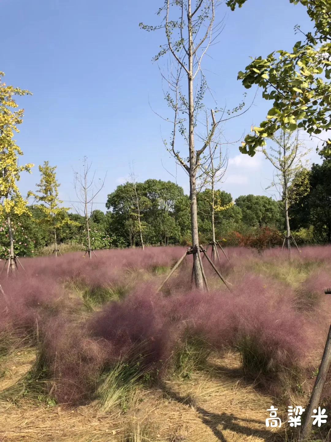 嘉北郊野公园二期,嘉北郊野公园
