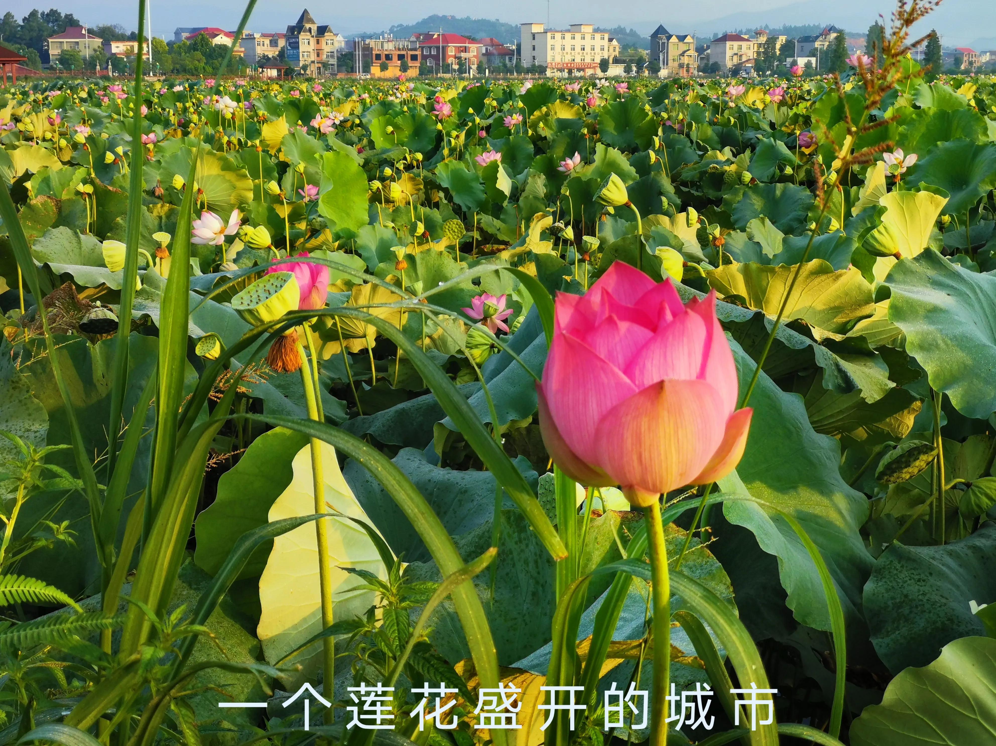 你会去莲花玩吗？我找到了3个“趣味点”，玩了一次跟着喜欢走