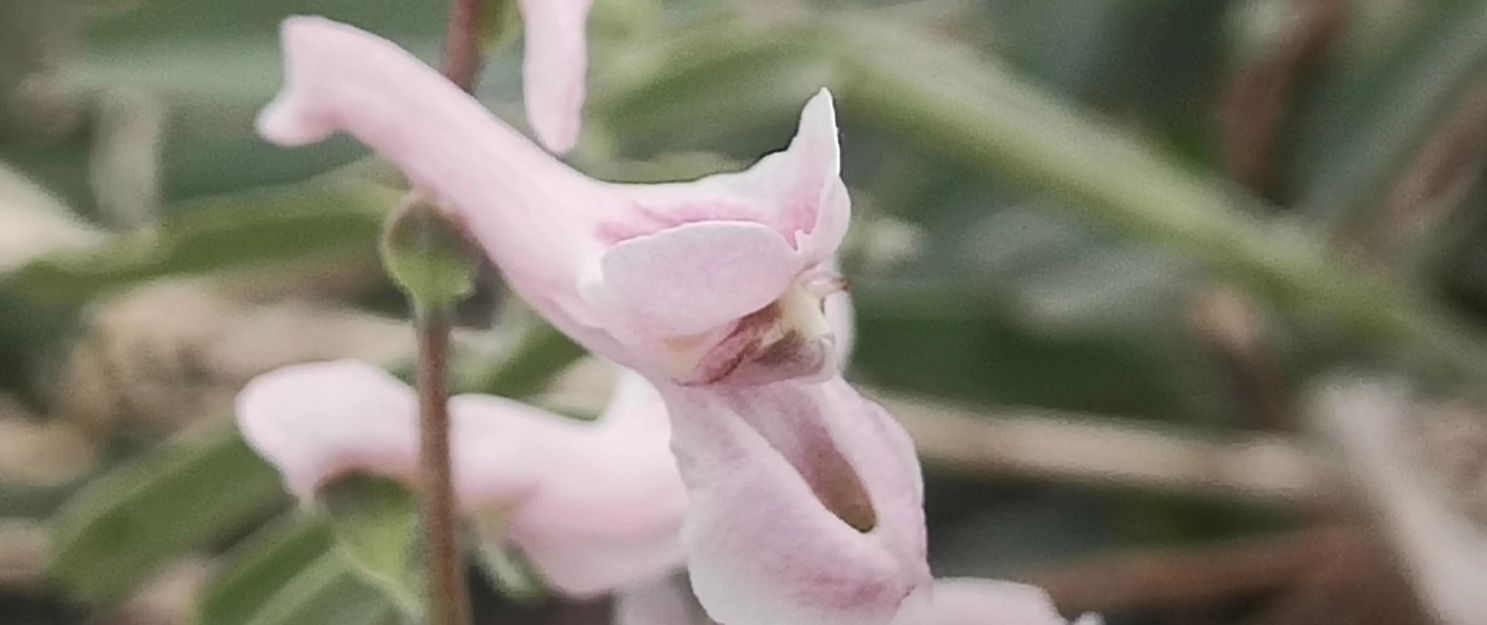 华山诗人马跃中国情人节七巧节日诗句《七夕有句》外三首/