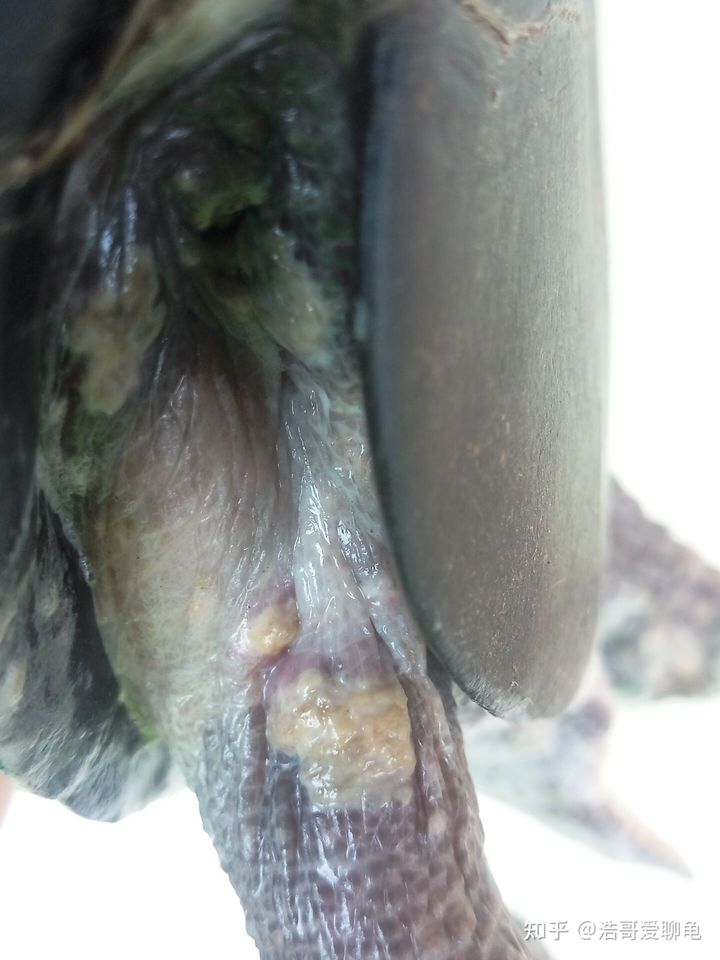 宠物龟常见病诊断和治疗系列1——腐皮