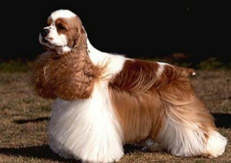 盘点那些奇形怪状的狗狗,十种狗狗比起来哪种狗狗最厉害呢