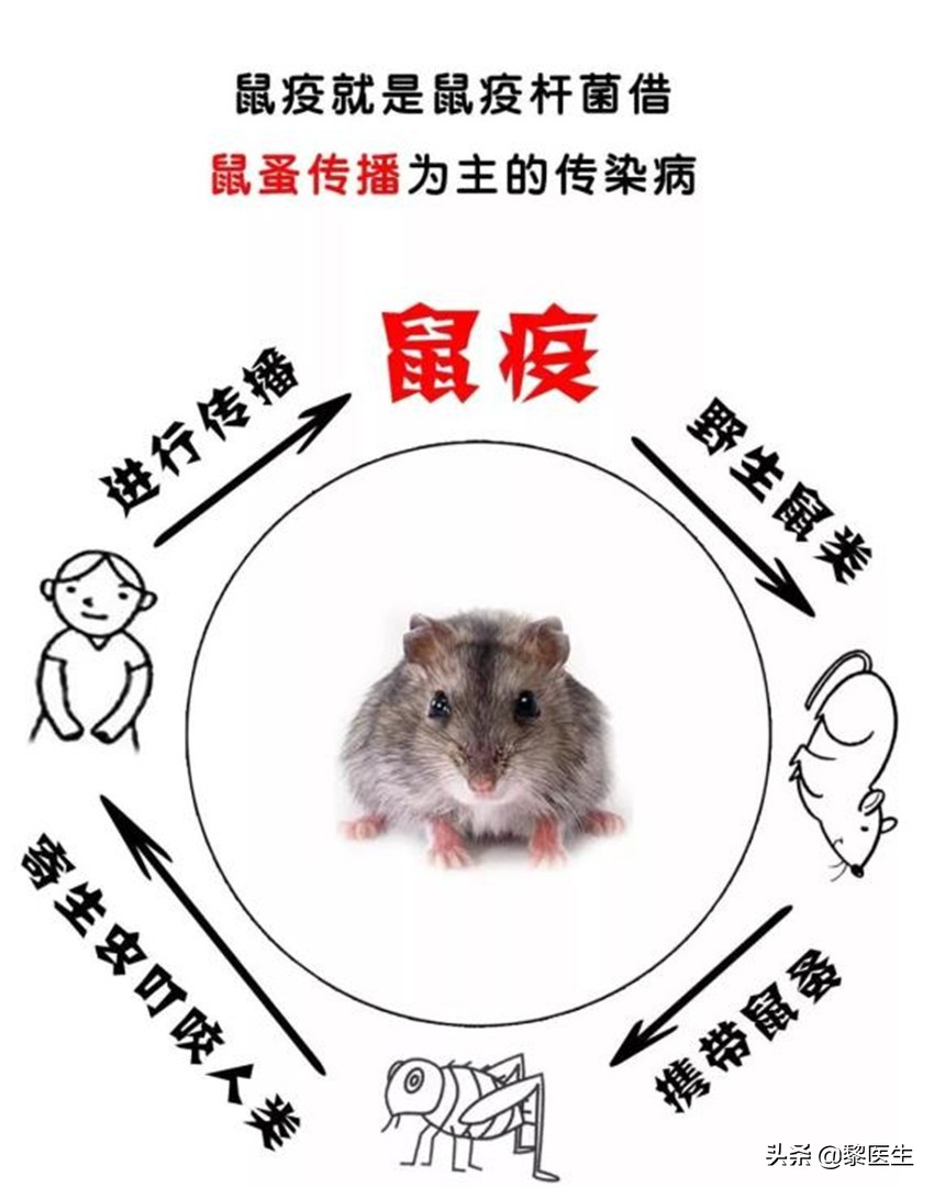 预防鼠疫喝板蓝根管用吗,预防控制鼠疫的主要措施