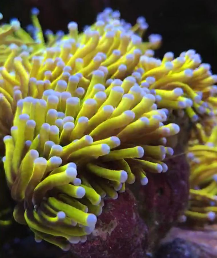 热度屈居火柴头之后的珊瑚，销量居然更高？