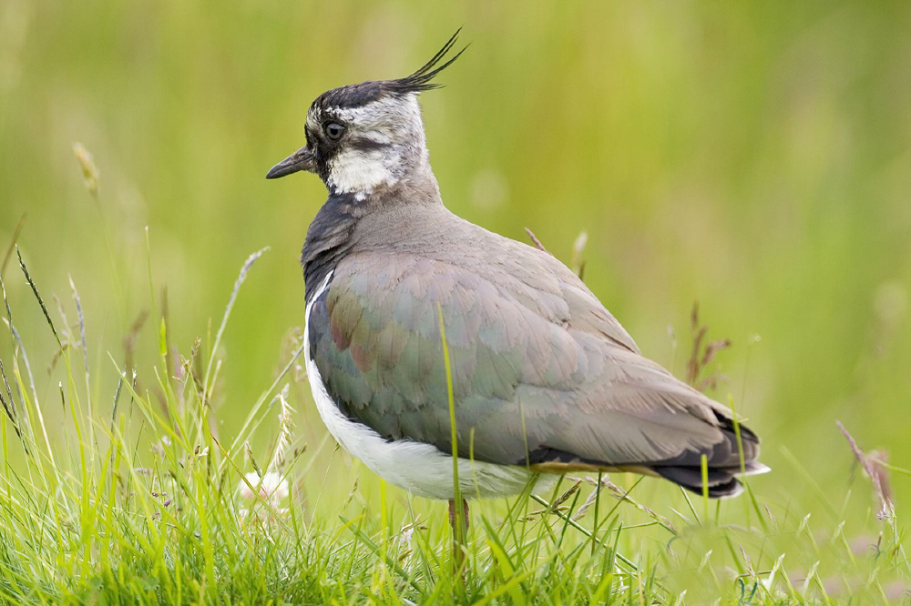 广东常见鸟类图谱图文,广东常见鸟类图谱