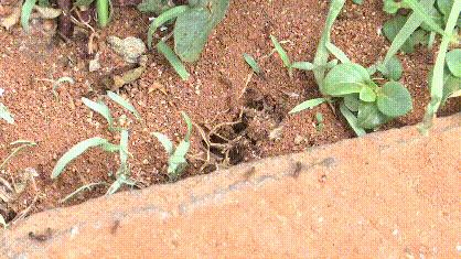 红火蚁咬到人死亡事件,红火蚁出没村民被咬出现休克