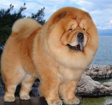 世上最罕见的狗品种图片,全世界狗品种视频