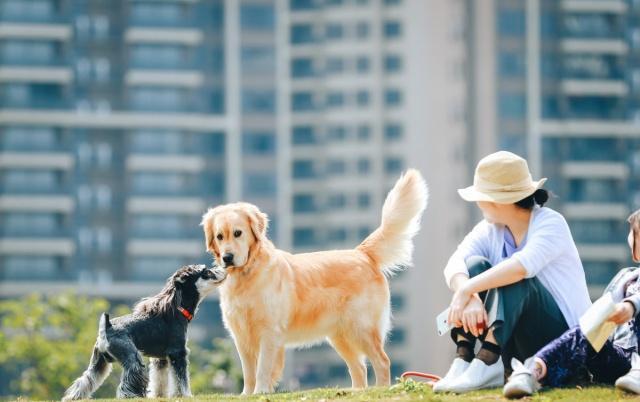 养狗不睡觉的后果,养狗遛狗不牵绳怎么办